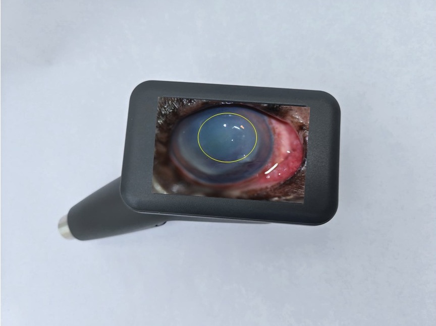 OcuVet UV-C